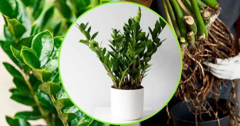 Padre Pio Plant, if you water it so that it rots | The gardeners’ trick to always have it strong and lush