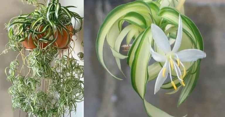 How to Make Your Spider Plant Bloom Quickly and Perfume Your Whole House