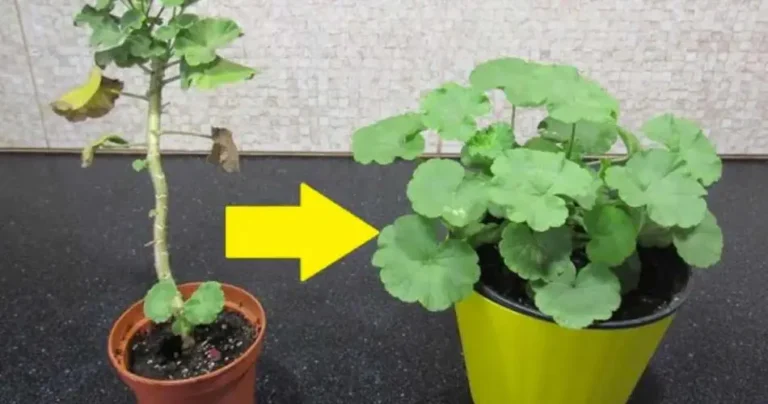 How to turn any pelargonium into a bush: it takes 5 minutes to do it