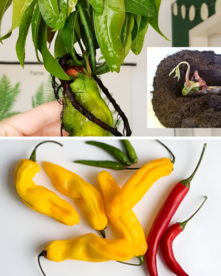 Baking soda in gardening: 7 foolproof methods for green care!