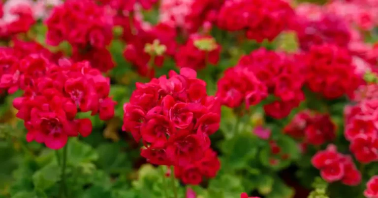 There is an ingredient in the kitchen that makes your plants bloom immediately. Discover with us what it is!