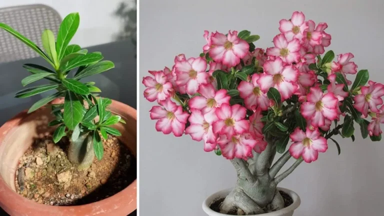 How to care for the desert rose so that it blooms all year round
