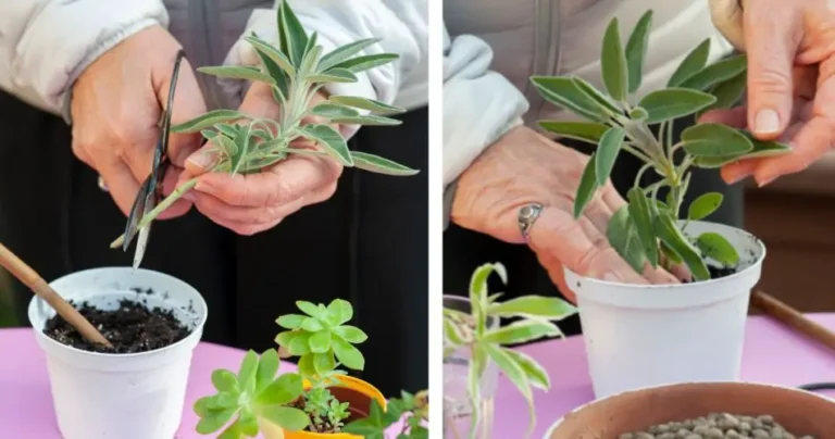 The trick of the twig to reproduce sage without ceasing without spending a euro