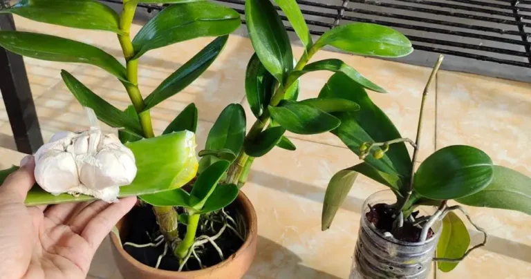 How to dust plants: two easy methods with natural ingredients