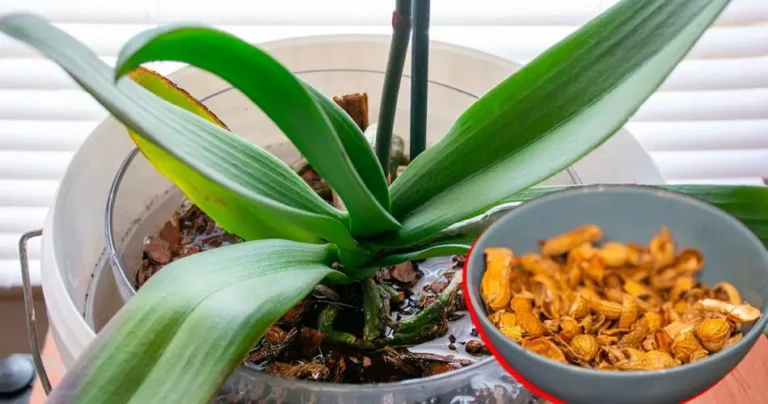 How to reuse peanut shells for plants: 2 methods to avoid throwing them away