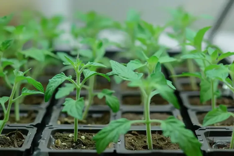 Accelerating the Growth of Tomato Seedlings: A Natural Approach to Gardening