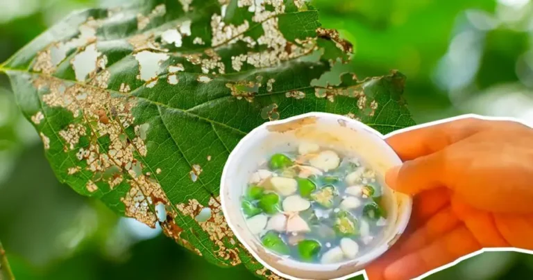 How to make a completely organic pesticide: 2 ingredients you don’t expect