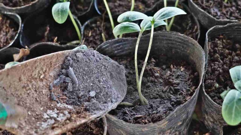 Spread the ash on your plants and the results will be guaranteed: what happens