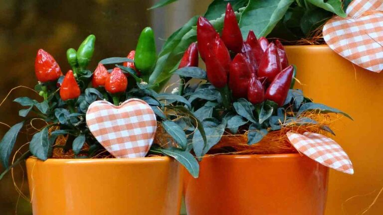 Potted Chilli Pepper, How to Grow It Following These Useful Tips