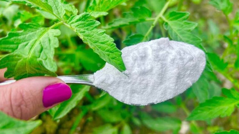 Tomatoes, cucumbers and peppers at will with a spoonful of this ingredient