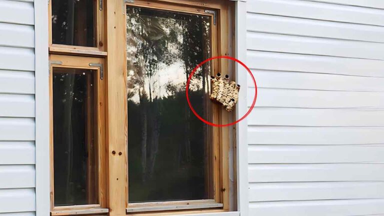 If you see it on the window frames, call for help: they are hiding outside the house