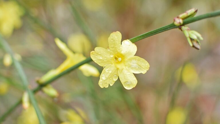 Balcony in flowers even in the middle of winter, the secret? These very fragrant plants