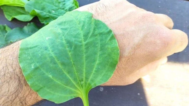 It grows right around us, we always trample on it but ignore its benefits