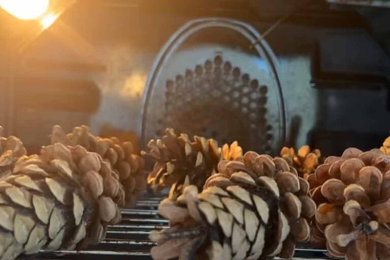 Pine cones in the oven, leave them there for 30 minutes: you will be surprised by the result