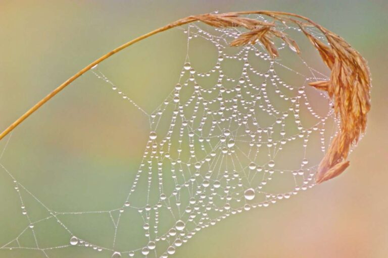 Cobwebs in the house, with these natural remedies you can get rid of them immediately