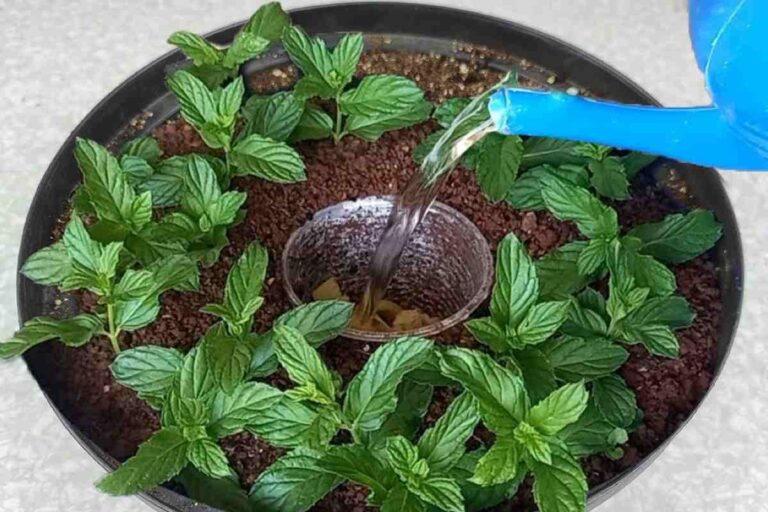 Everyone should know this technique for growing a container garden