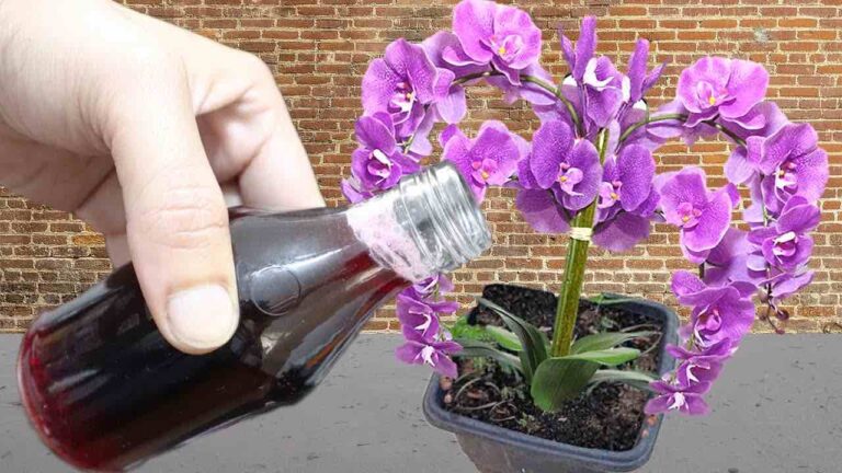 With just one application you will struggle to recognize your flowers: healthy and strong
