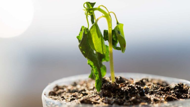 How to cure plants burned by the sun in a few steps: this is how they recover
