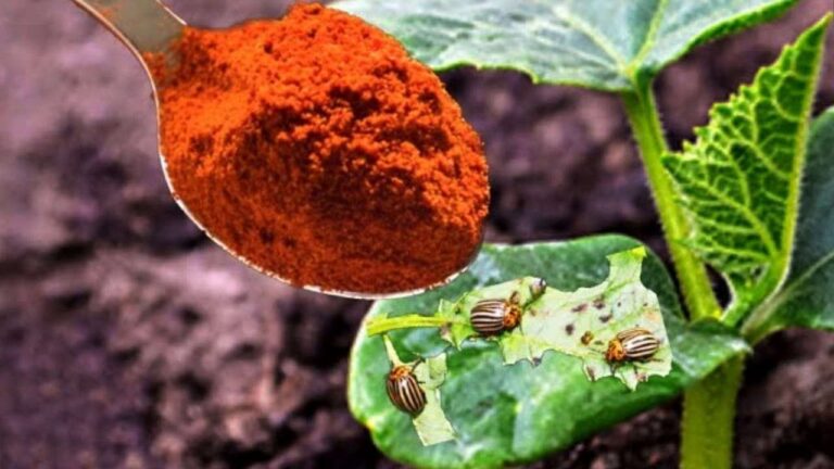 Plant aphids will disappear forever with this powder: spread it immediately