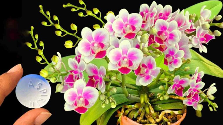 It’s the secret of every cleaning company, your floor will shine like never before