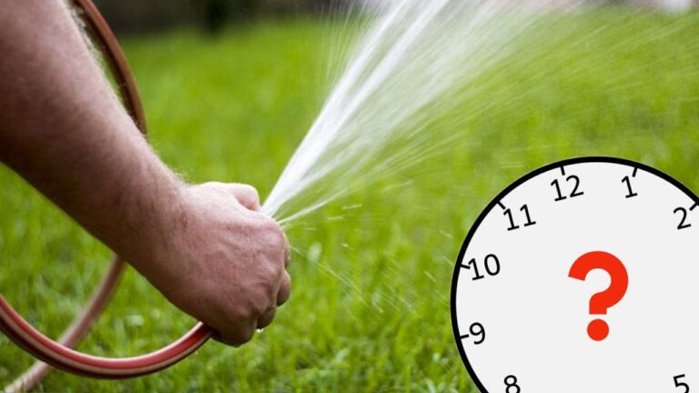What time should you water your lawn in the summer months to keep it always green and lush?