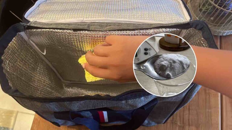 Cooler bag, here’s how to clean it without leaving even a stain of dirt