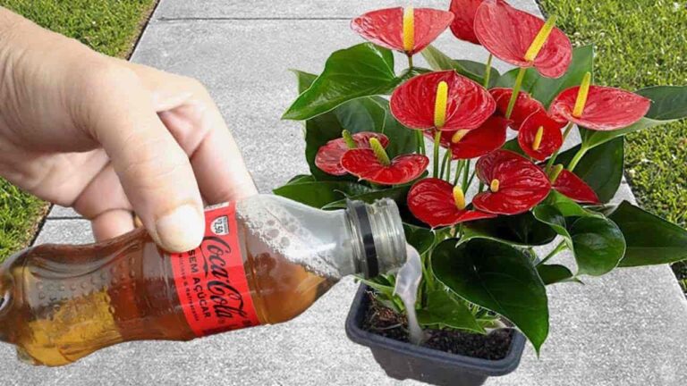 Just one glass once a month and you’ll have your flowers exploding all year round