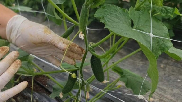 Cucumbers, grow them this way: avoid diseases and get big harvests