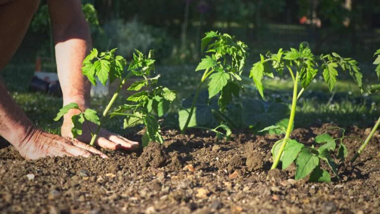 When to plant tomatoes? Be careful not to get the month wrong if you want them juicy