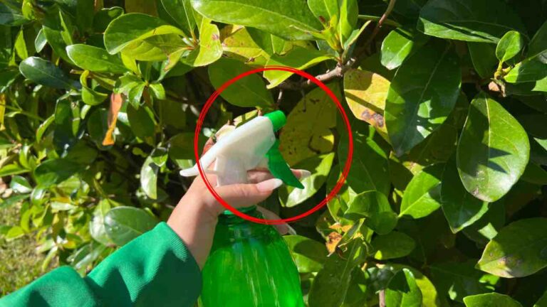 Eliminate parasites from plants in just a few seconds, just spray this on them