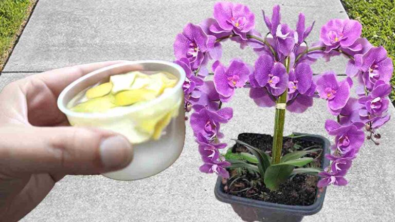 Guaranteed flowering for 3 years in a row: only if you use this powerful ingredient
