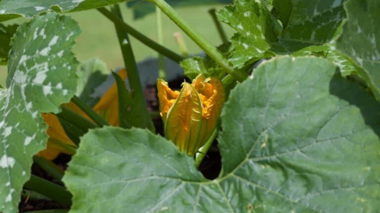 How many flowers should you leave on zucchini to make them grow sweet and crunchy?