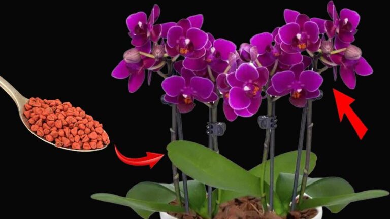 Powerful home fertilizer, pour it on your plants if you want them healthy and lush