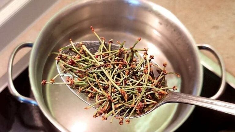 Cherry stems, don’t throw them away: put them to boil immediately and watch what happens