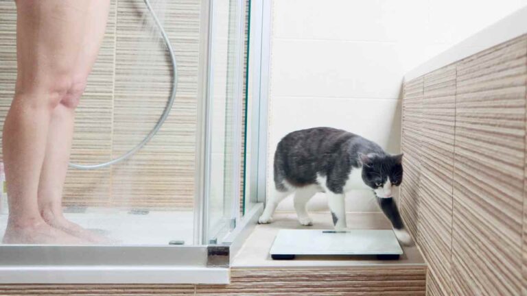 If your cat follows you to the bathroom, the reason is quite serious: here’s why he does it