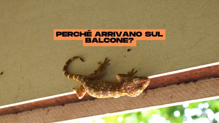 Why Do Geckos Come to the Balcony? The Real Reason That Drives Them to Do So Revealed