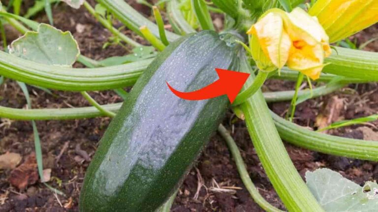 How to remove the secondary shoot of the courgette, with this move you do it immediately