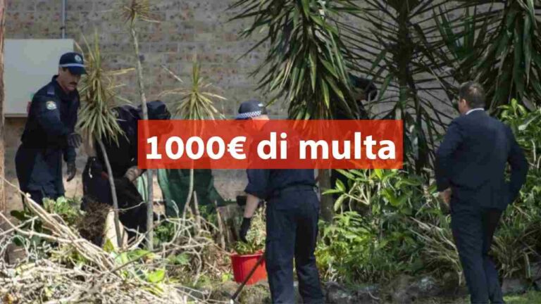 This Illegal Plant Could Be Hiding In Your Garden: 1000 Euro Fine