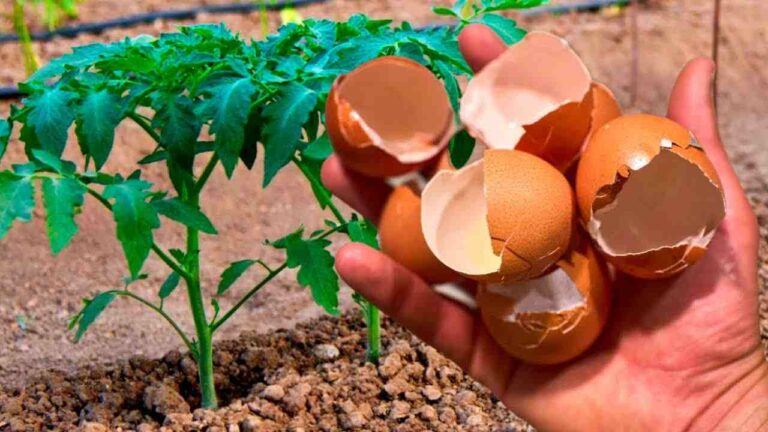 If your basil has flowers on the tips, don’t throw them away: they are worth gold if used like this