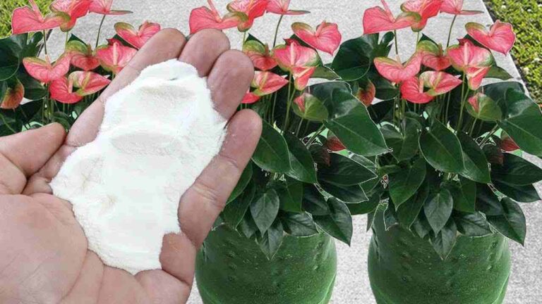 With just one spoonful of this ingredient you will make your plants bloom in an explosion