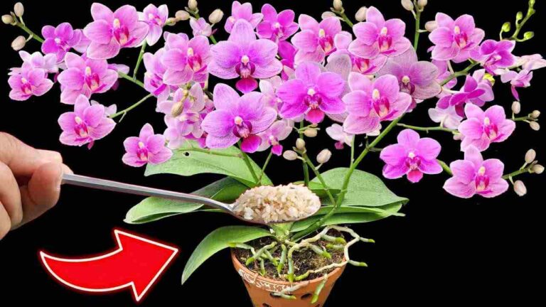 Orchids, how to make 100 flowers bloom at once: never had anything like this