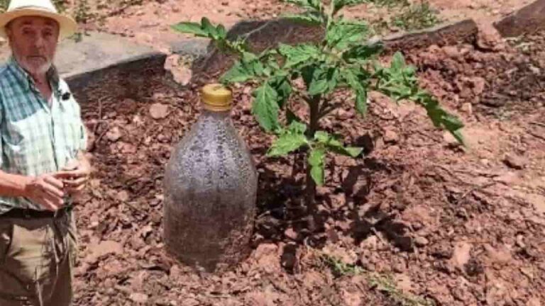 Plants, how to water them for a month at zero cost: the method used by farmers