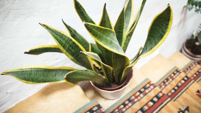 Mother-in-law’s tongue, here’s where to place it in your home to have it beautiful and majestic