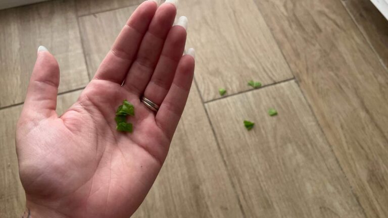 Why do so many people start sprinkling mint on their floors in September?