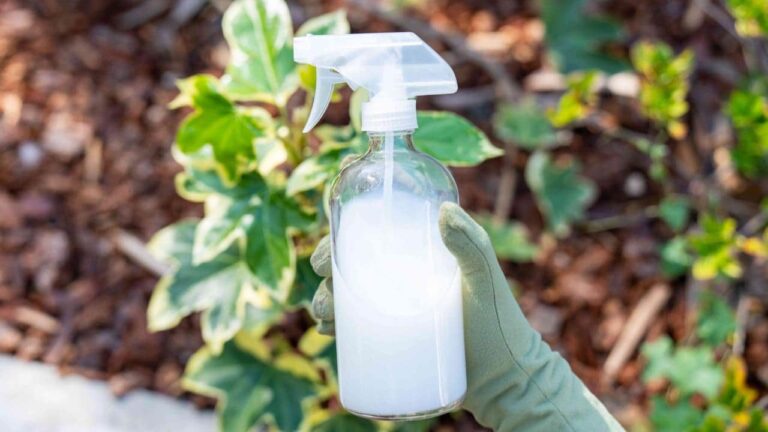 Increase Tomato Yield Instantly: Always Add It To The Soil