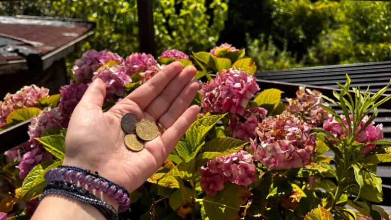 Copper Coins in Garden Flowers: Unique What Happens in 1 Month