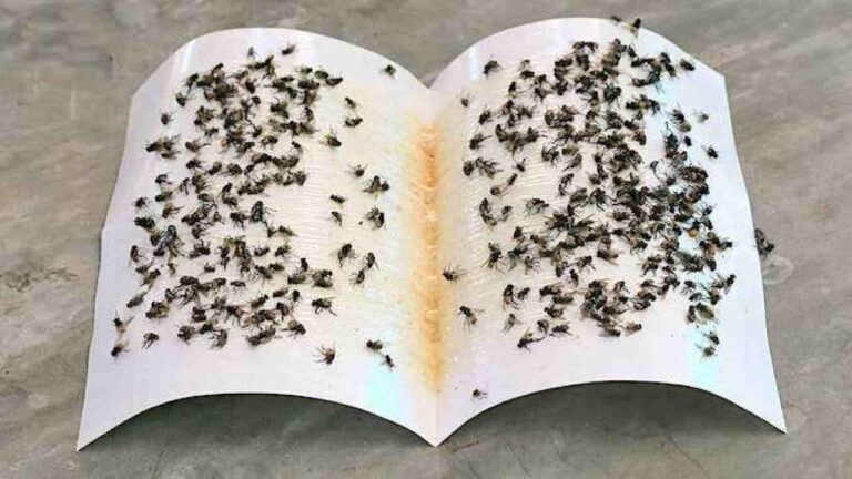 Prepare this deadly fly swatter, with 50 cents you can make them all disappear