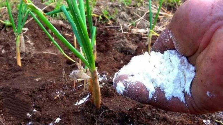 Feed your onions with this fertilizer in June: they will grow big every year
