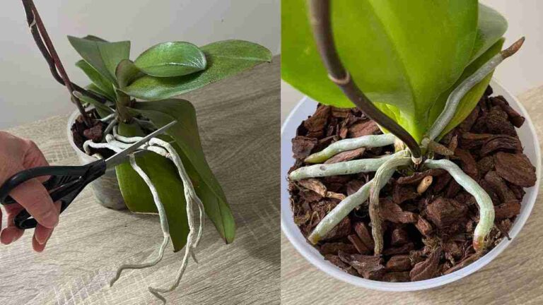 Give a super harvest, bury it in all the seedlings in the garden and you will see the results