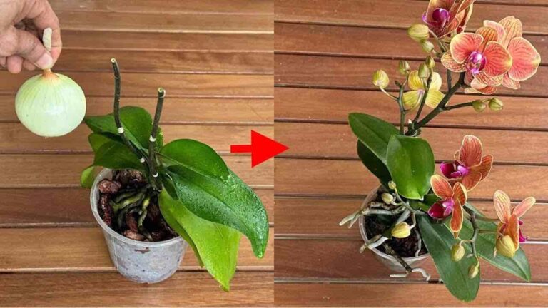 After doing this, all your orchids will bloom non-stop – give it a try